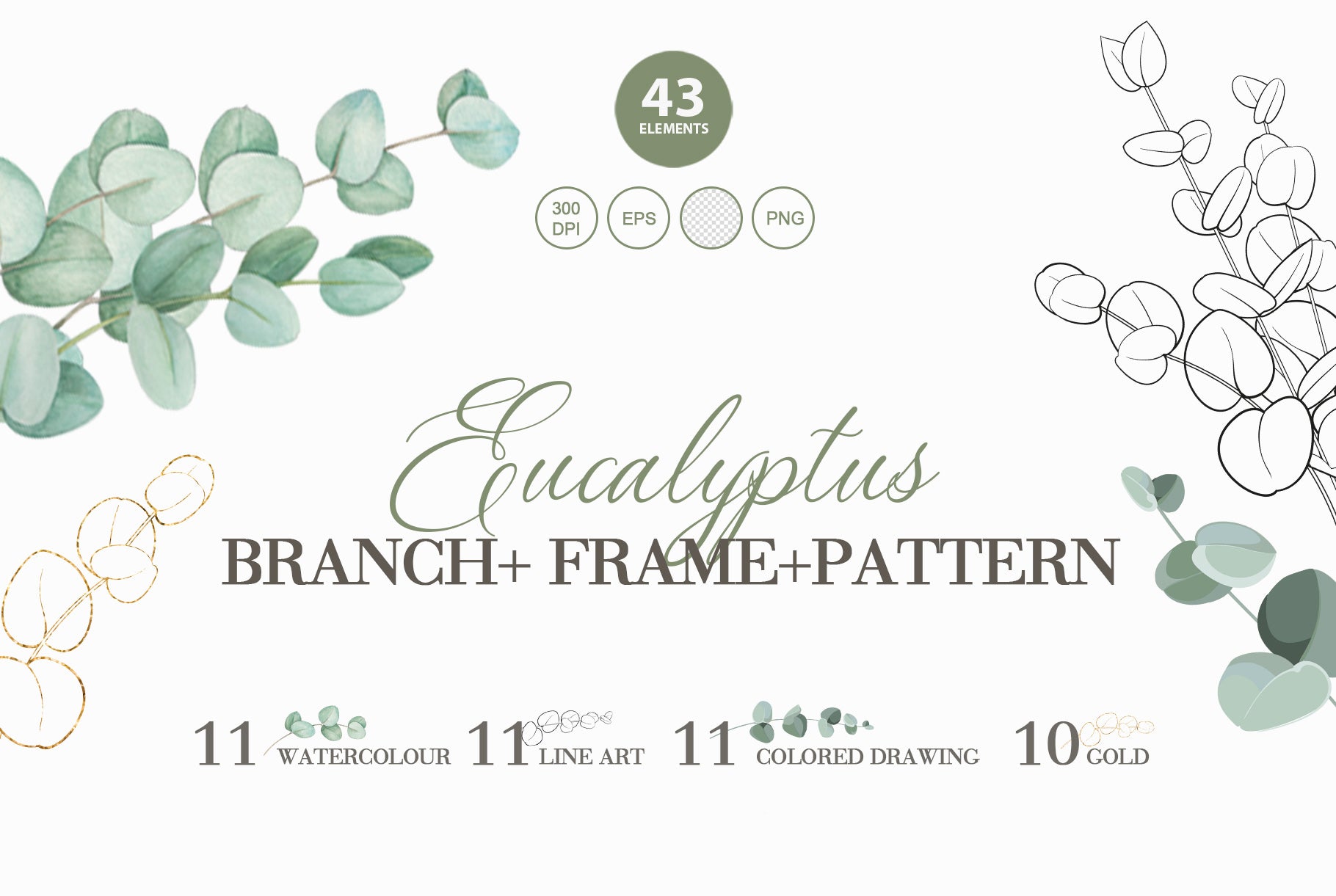 Eucalyptus Branch, Frame & Pattern. Botanical Clipart Collection