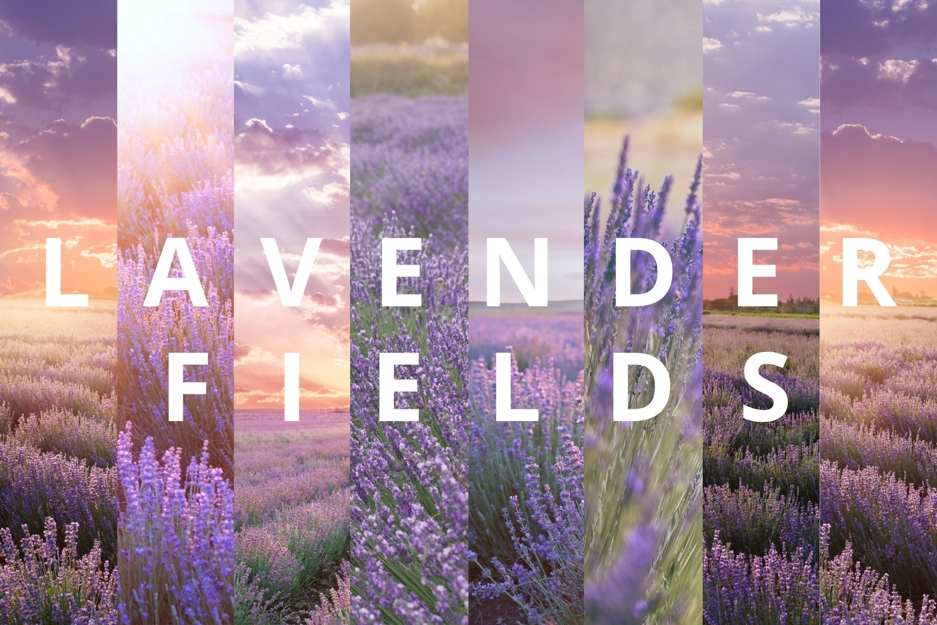 Lavender Fields. Digital Photo Collection