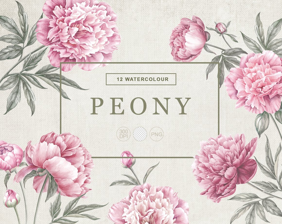 12 Watercolour Peonies. PNG Motifs